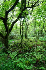 spring path through mossy rocks and old trees