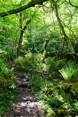 charming ferns in the spring sunlight