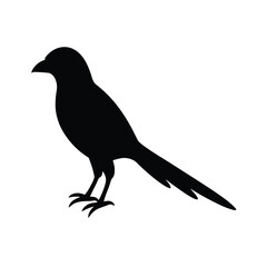vector illustration of a bird
