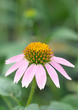 Beautiful bloom. Pink Coneflower in natural background. Pow Wow Echinacea. Shop garden. Nursery.  Day time natural environment. Vertical format.