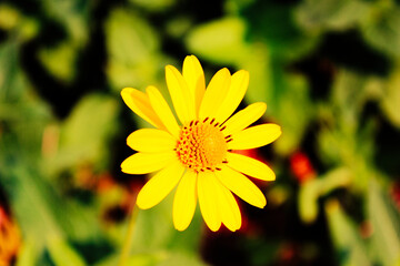 Obraz premium Yellow Flower on Green Background