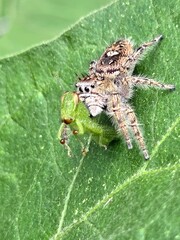 jumping spider catching grasshopper 