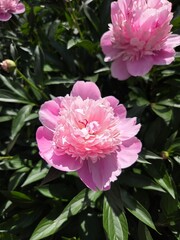 Obraz premium pink peony flower
