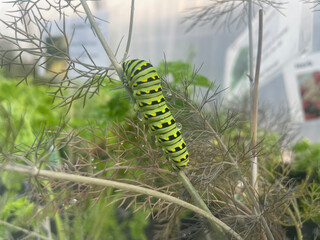 caterpillar on a branch