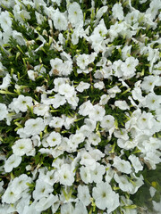 white flowers in the garden