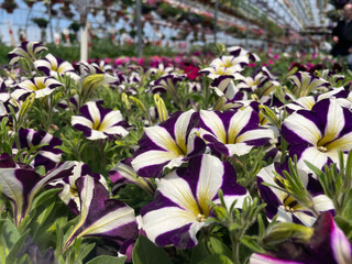 purple and white flowers in a greenhouse