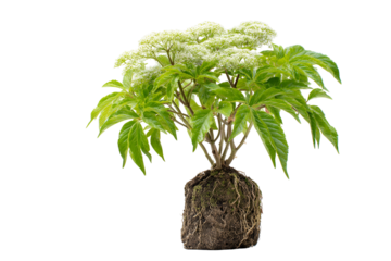 Lush green plant with white flowers and exposed roots