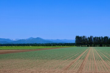 ネギ畑・北の大地（北海道・帯広市）