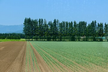 ネギ畑・北の大地（北海道・帯広市）