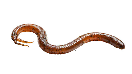 Fototapeta premium Earthworm Closeup Dark Background Shiny Brown Soil