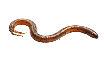 Earthworm Closeup Dark Background Shiny Brown Soil