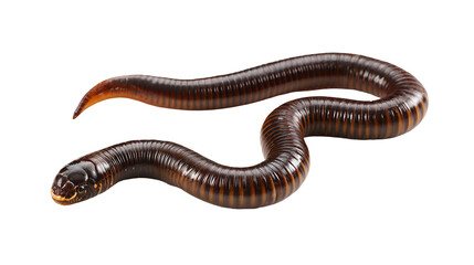 Fototapeta premium Giant Millipede Closeup Black Background Detailed View