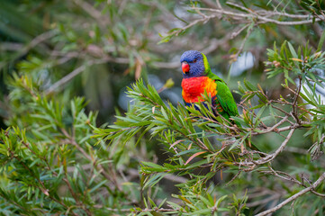 Rainbow lorikeet perched in a Callistemon tree