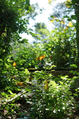 Natural Green Garden with Sunlight Filtering Through Tropical Leaves and Yellow Flowers in a Peaceful Outdoor Setting
