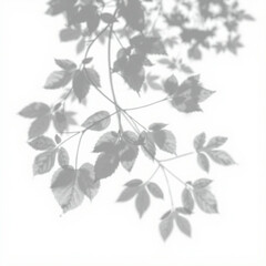 shadow overlay effect. Gray shadow of leaves isolated on white background. 
Plant foliage leaf shadow light effect. Mockup Blurred tree branch shadow. Ideal for summer spring design elements PNG