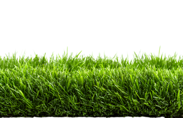 green grass turf isolated on white background
