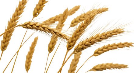 Ripe wheat stalks close-up for agriculture or harvest concept isolated PNG with Transparent Background