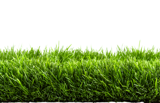 green grass turf isolated on white background
