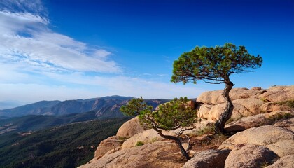 tree on cliffside under blue sky