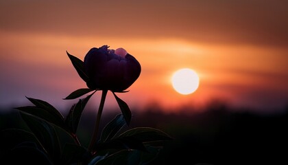 silhouetted peony bud nature s quiet anticipation