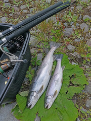 Fresh catch Arctic char fish on big green burdock leaf