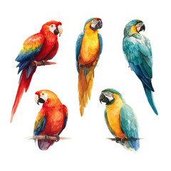 Colorful parrot illustration set