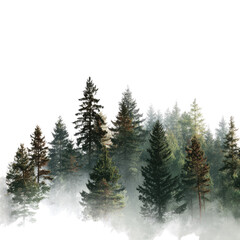 Foggy forest scene with many trees