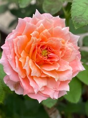 pink rose in garden close up
