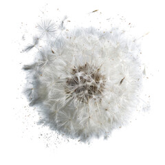 Close-up of a dandelion seed head (4)