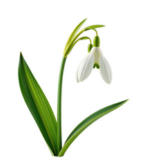 Fototapeta premium Close-up of a delicate white snowdrop flower plant with slender green leaves and blooming clusters, isolated on a plain white background for botanical art