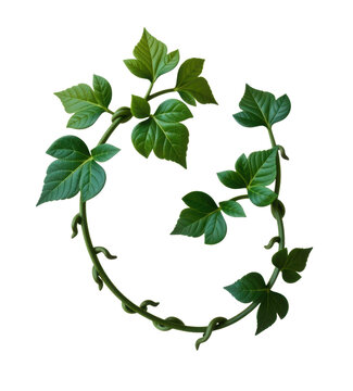 Fototapeta Close-up of a lush green ivy plant with vibrant leaves and winding stems isolated on a white background for decorative, botanical, and gardening themes