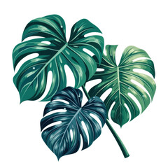 Realistic illustration of lush green monstera leaves with detailed textures and vibrant coloration on white background, perfect for tropical plant themes and botanical designs