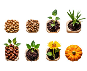 Step-by-step growth progress of various indoor plants and vegetables from seeds to mature plants, showcasing planting, sprouting, and harvesting stages in compost pots
