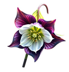 Vibrant and detailed botanical illustration of an exotic flower with purple and white petals, yellow reproductive structures, and a curving stem on a white background