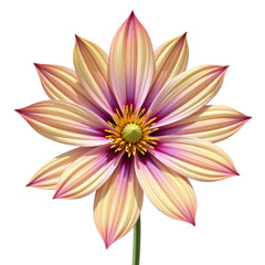 Vibrant and detailed close-up of a colorful exotic flower with striped petals in shades of pink yellow and purple with a green stem on a white background