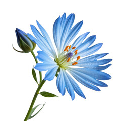 Vibrant blue flower with delicate petals and a blooming bud on a green stem isolated on white background for botanical or floral design projects