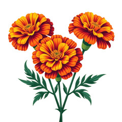 Vibrant marigold flowers with detailed petals and lush green leaves in bright orange and yellow hues isolated on white background for floral design and gardening