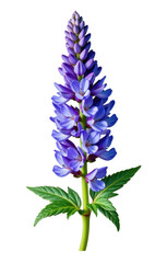 Vibrant purple lupine flower with detailed petals and lush green leaves isolated on white background perfect for botanical and nature themes