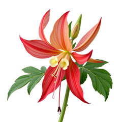 Vibrant red and peach lily flower with large green leaves, detailed close-up of blooming blossoms and emerging buds on a white background