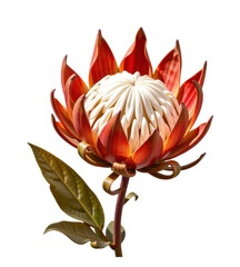 Vibrant Red and Pink Protea Flower with Green Leaves Bolt-Shape Center and Curved Petals for Botanical, Flower, Nature, and Floral Design Themes