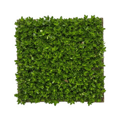Obraz premium A square green hedge isolated on transparent background