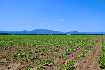枝豆畑・北の大地（北海道・帯広市）