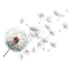 Abstract floral design (1)