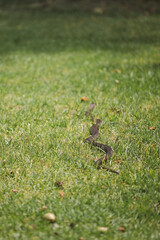 Eastern brown snake slithering across lawn