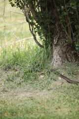 Eastern brown snake beside tree in backyard
