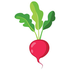 Fresh red radish vegetable with green leaves.