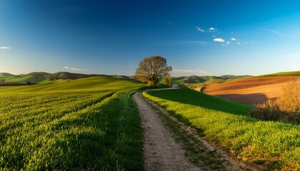 Obraz premium greens and browns converge along a dirt path under clear skies in a rural landscape during late afternoon in spring