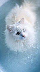 Fototapeta premium Fluffy White Cat with Blue Eyes in Water | Adorable Pet Portrait