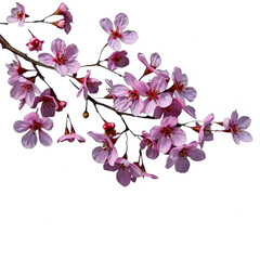 branch of cherry blossom