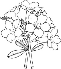 2D line drawing of desert rose flower (Adenium) – black line on white background, vector illustration